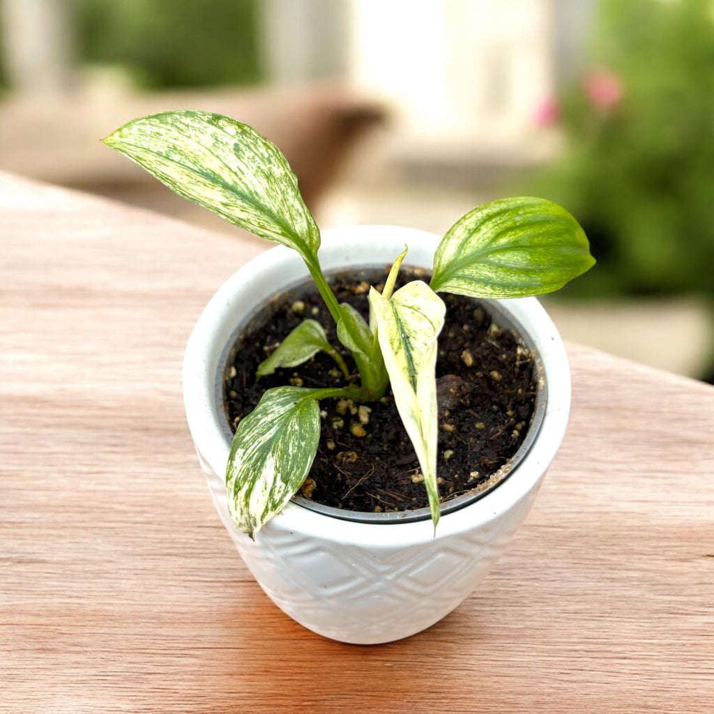 Spathiphyllum Sensation Variegata babyplant - crinul pacii variegat, planta de colectie