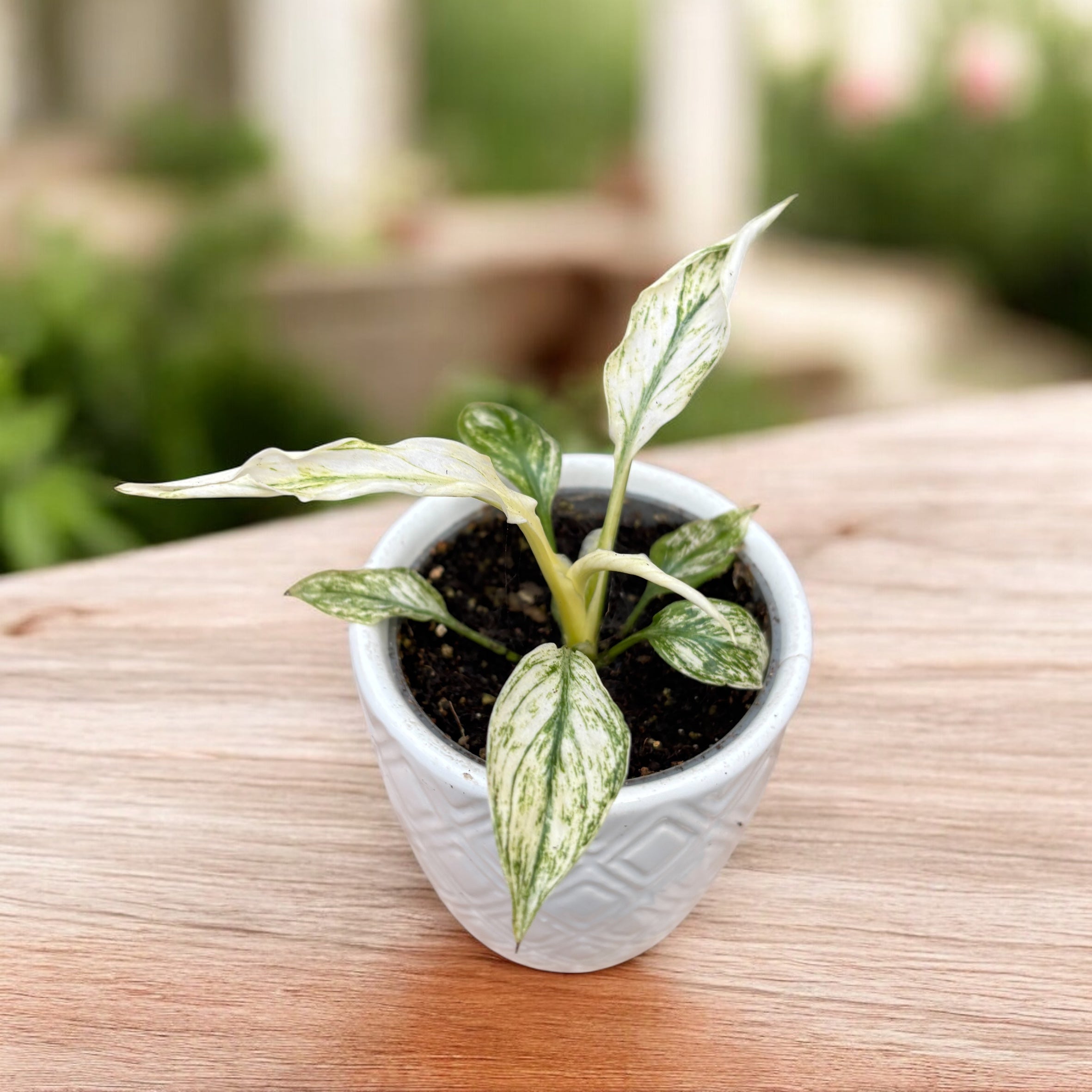 Spathiphyllum Sensation Variegata babyplant - crinul pacii variegat, planta de colectie
