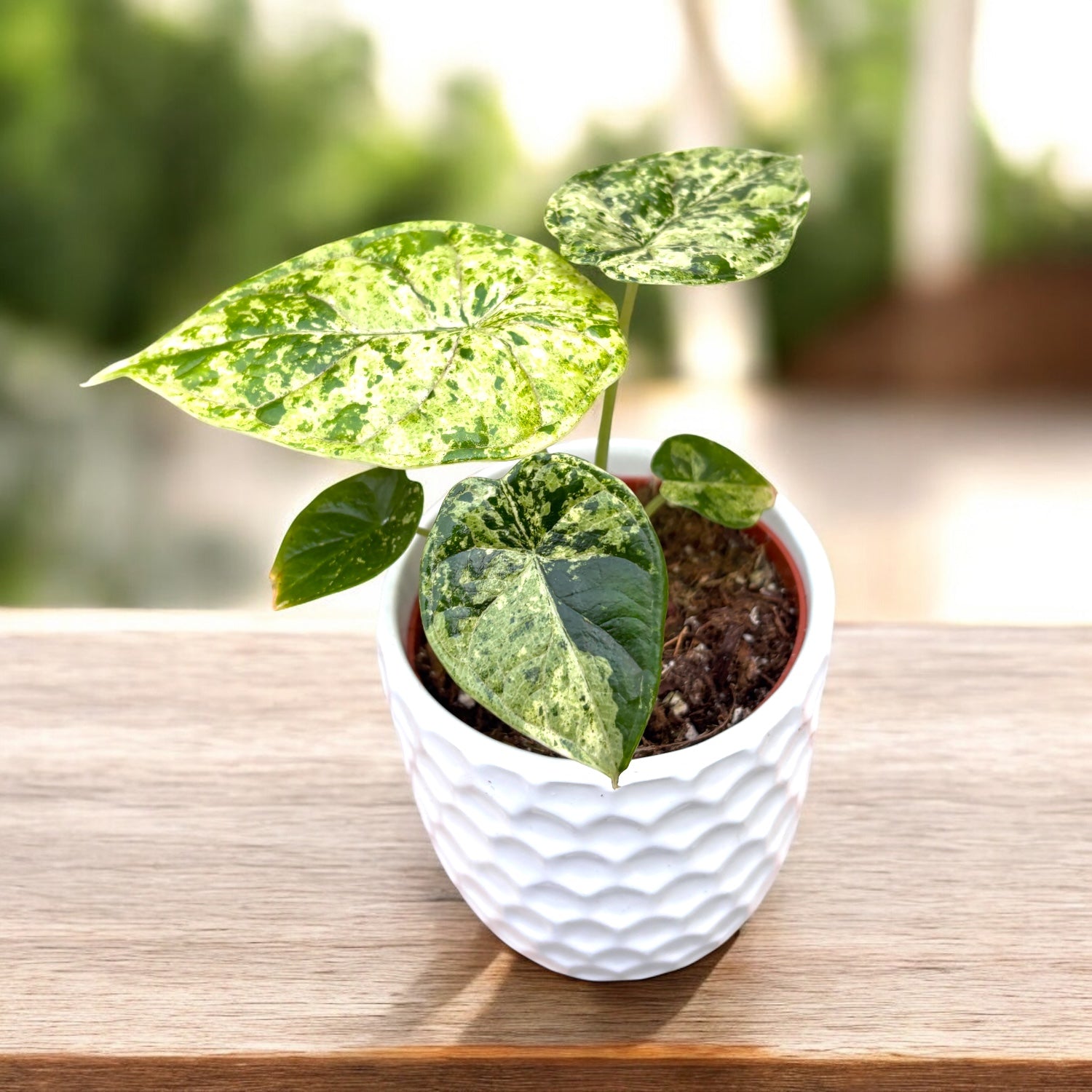 Alocasia baginda 'Dragon Scale' Mint Variegata – Secret Garden