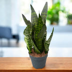 Sansevieria trifasciata ‘Robusta’ D17 – frunze late, planta ultra-rezistenta