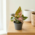 Syngonium podophyllum 'Red Spot' (Pink Splash) *dítěcí rostlina