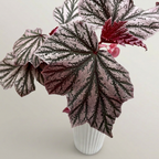 Begonia ‘Pink Minx’