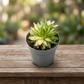 Haworthia marumiana f. variegata -  suculenta de colectie