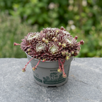 Sempervivum 'Friso'- urechelnita de gradina