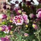 Aquilegia vulgaris 'Winky Double Red & White' - caldaruse de gradina cu flori duble rosu-alb