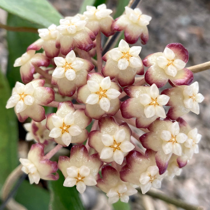 Hoya 'Jennifer' (H. incrassata x H. finlaysonii)