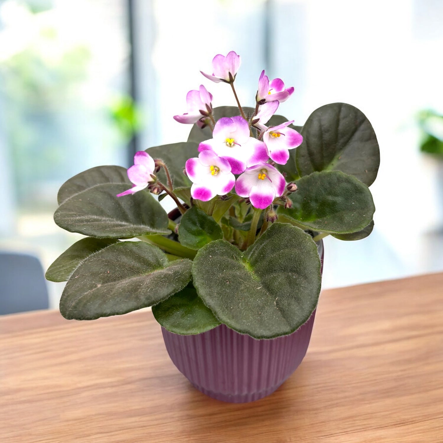 Saintpaulia Radiant Glow - violete africane bicolore