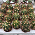 Ferocactus townsendianus „Brevispinus“ – Kaktus mit kurzen Dornen und skulpturalem Erscheinungsbild