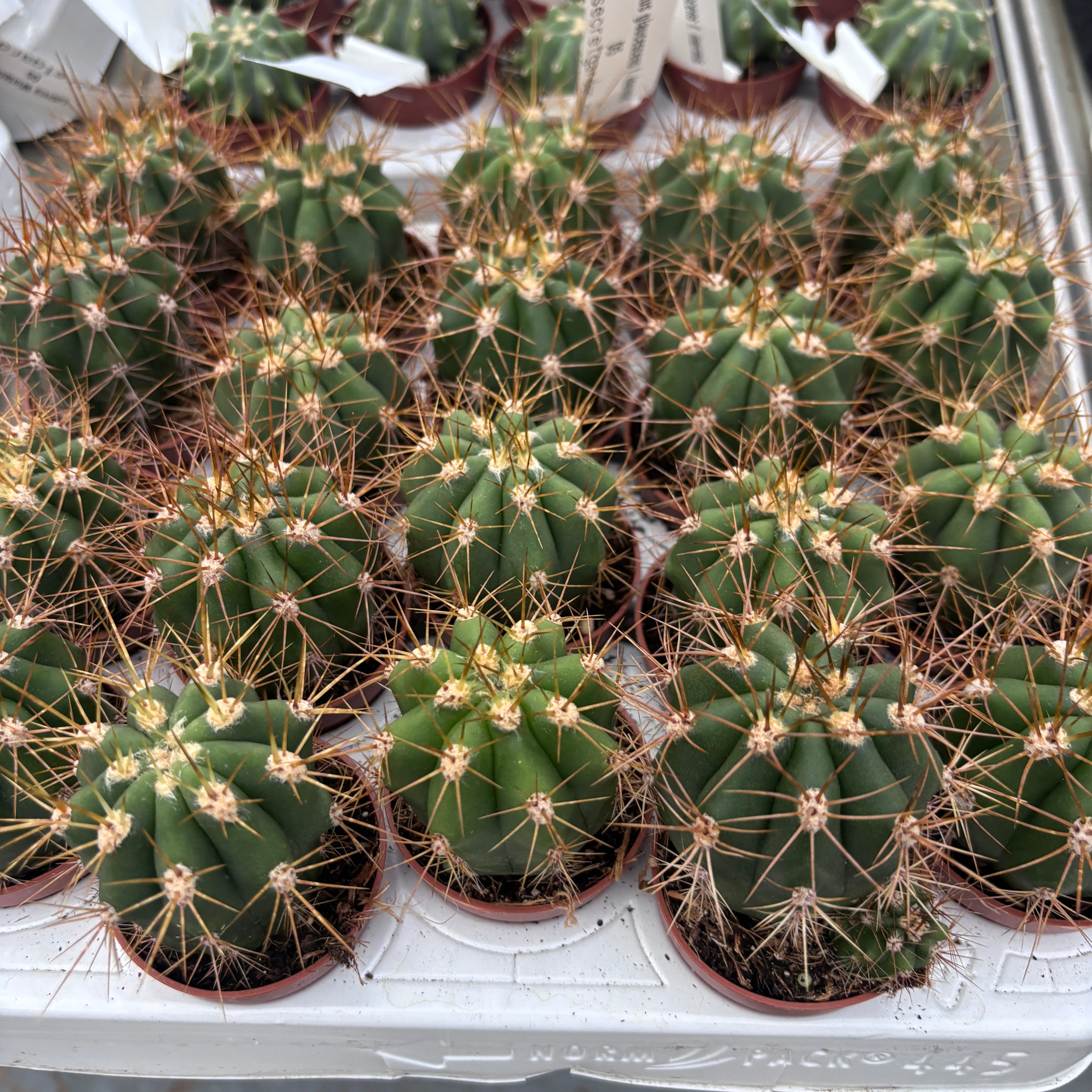 Ferocactus townsendianus „Brevispinus“ – Kaktus mit kurzen Dornen und skulpturalem Erscheinungsbild