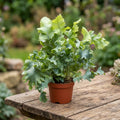 Phlebodium aureum ‘Davana’ – helecho tropical exótico, con follaje azulado y porte elegante