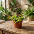 Dionaea muscipula - Capcana lui Venus, planta carnivora spectaculoasa