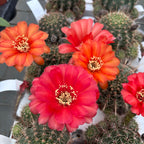 Echinopsis cv. ‘Maria Piazza’ – nagy virágú kaktusz