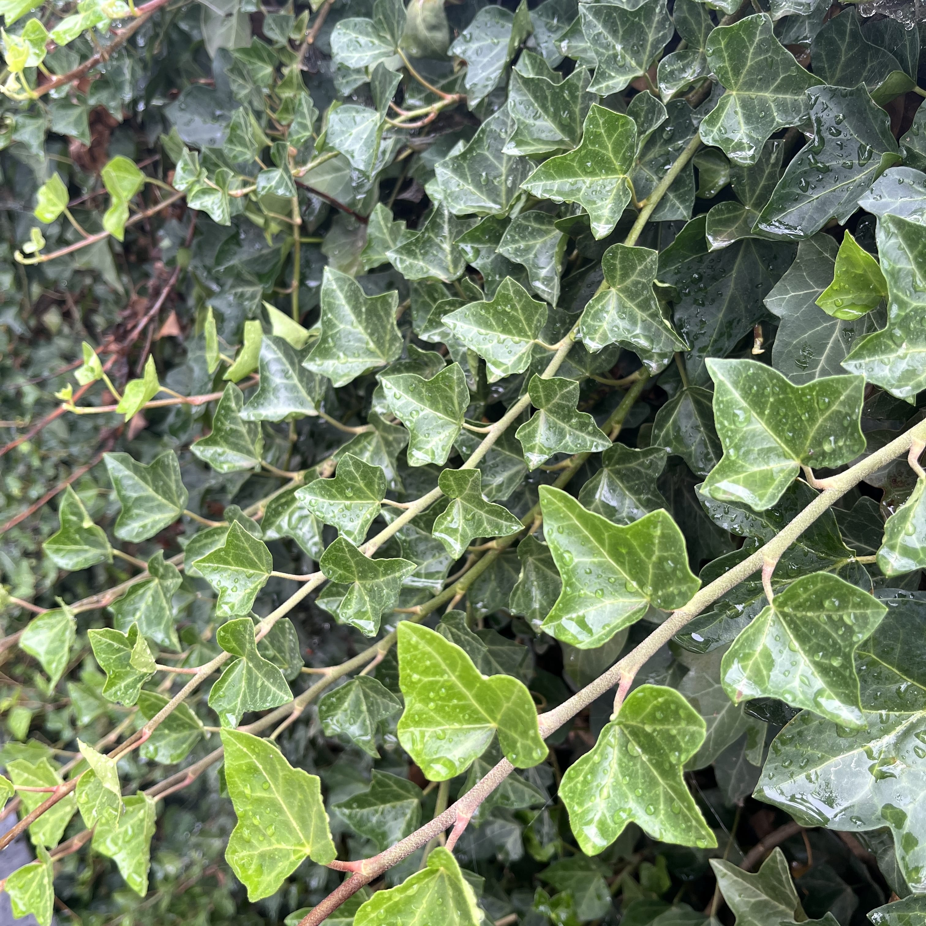 Hedera helix 'Hibernica'