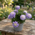 Scabiosa japonica ‘Ritz Blue’ - planta perena de gradina cu flori deosebite