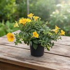 Petunia Cascadias ‘Indian Summer’ - petunie curgatoare cu flori galben-aurii