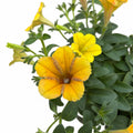 Petunia Cascadias ‘Indian Summer’ - petunie curgatoare cu flori galben-aurii