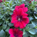 Petunia ‘Tea Red’ - petunie cu flori intense rosu-fuchsia