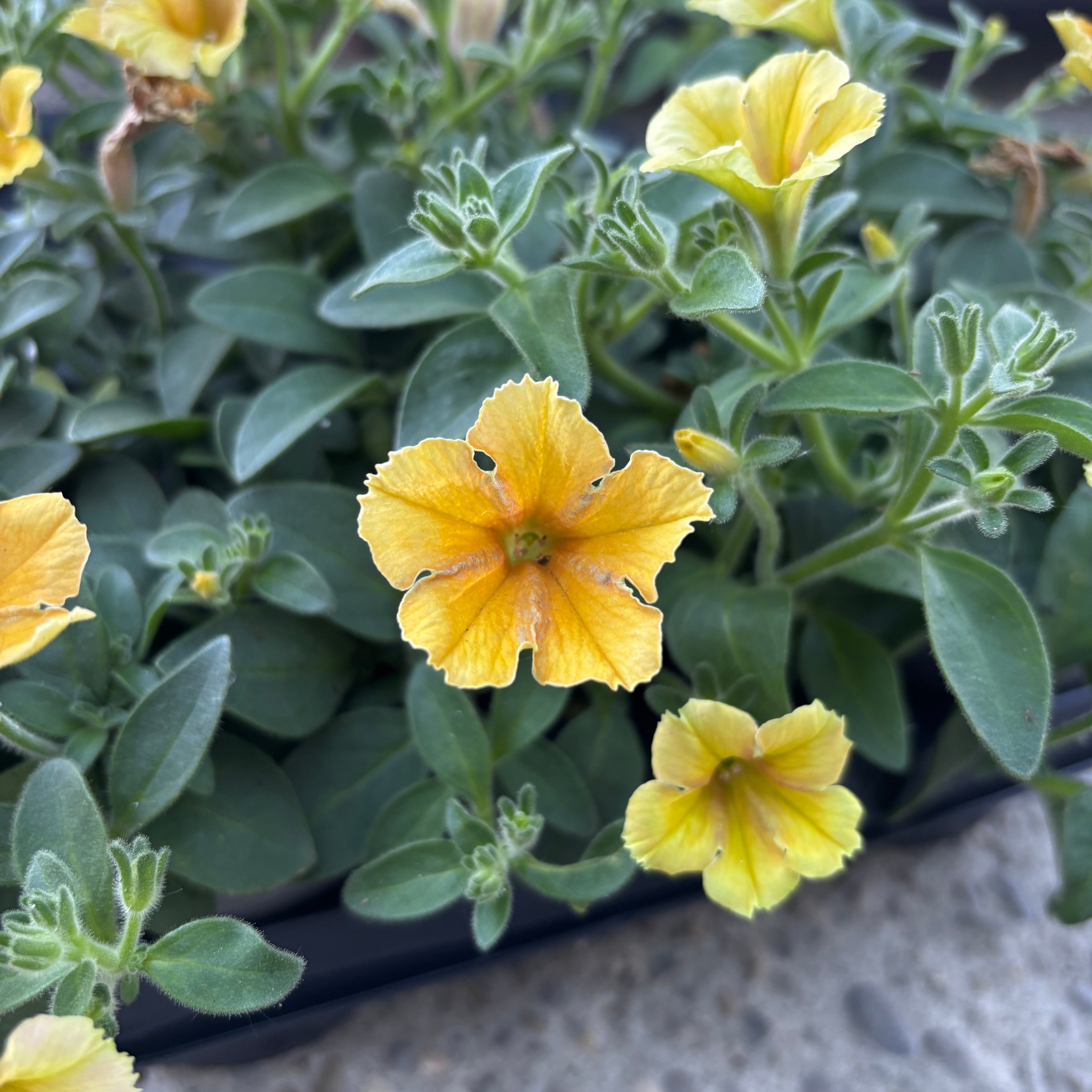 Petunia Cascadias ‘Indian Summer’ - petunie curgatoare cu flori galben-aurii