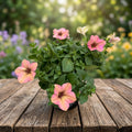 Petunia ‘Tea Flamingo’ - petunie cu flori pastelate in nuante de roz-piersica