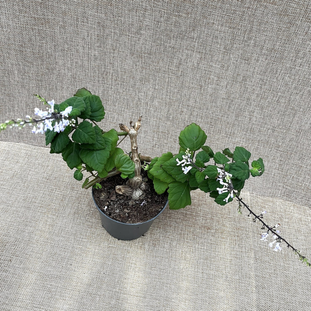 Plectranthus ernstii ('Bonsai Mint')