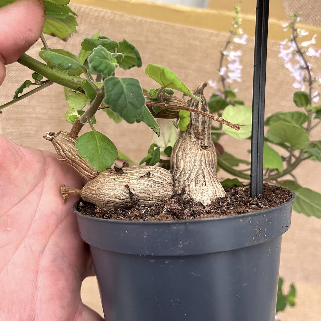 Plectranthus ernstii ('Bonsai Mint')