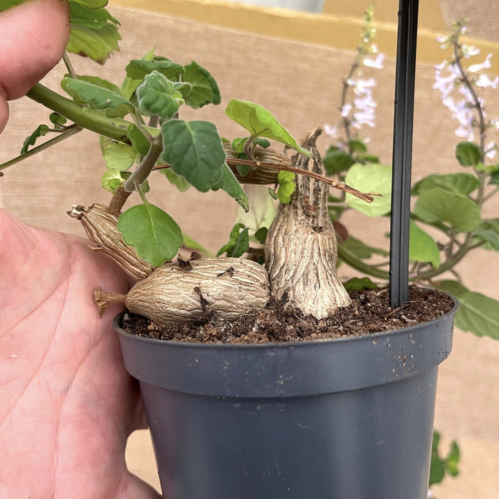 Plectranthus ernstii ('Bonsai Mint')