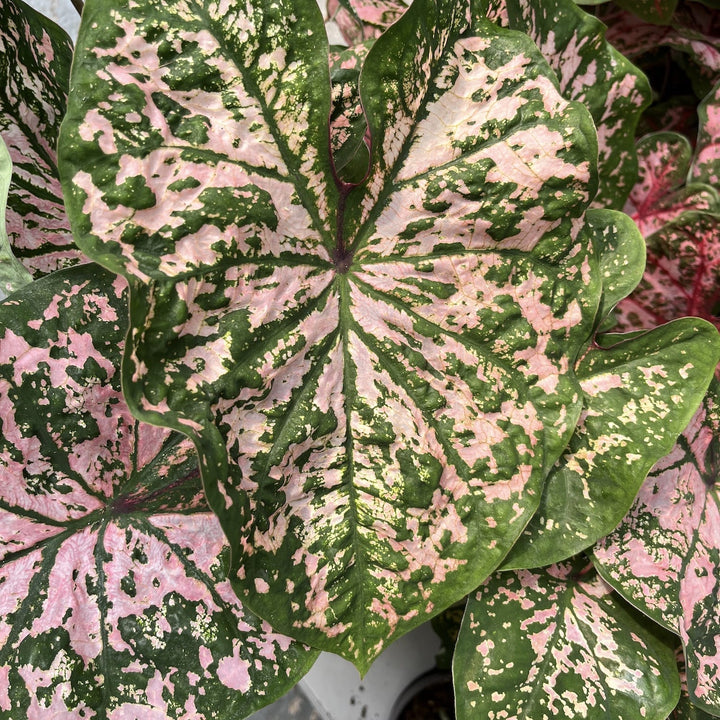 Caladium 'Florida Elise'