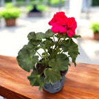 Muscata zonala Pelargonium ‘Savannah Punch’
