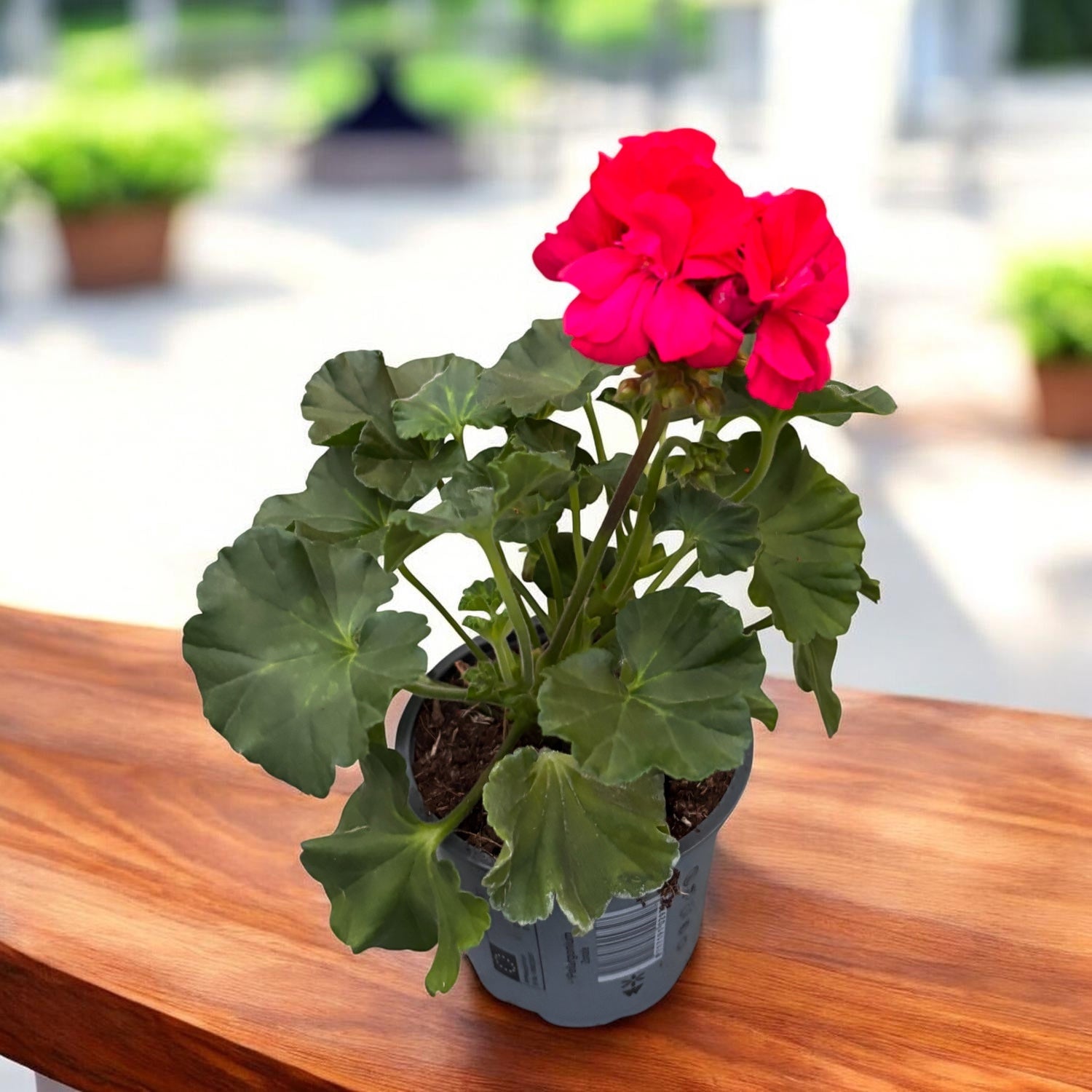 Muscata zonala Pelargonium ‘Savannah Punch’
