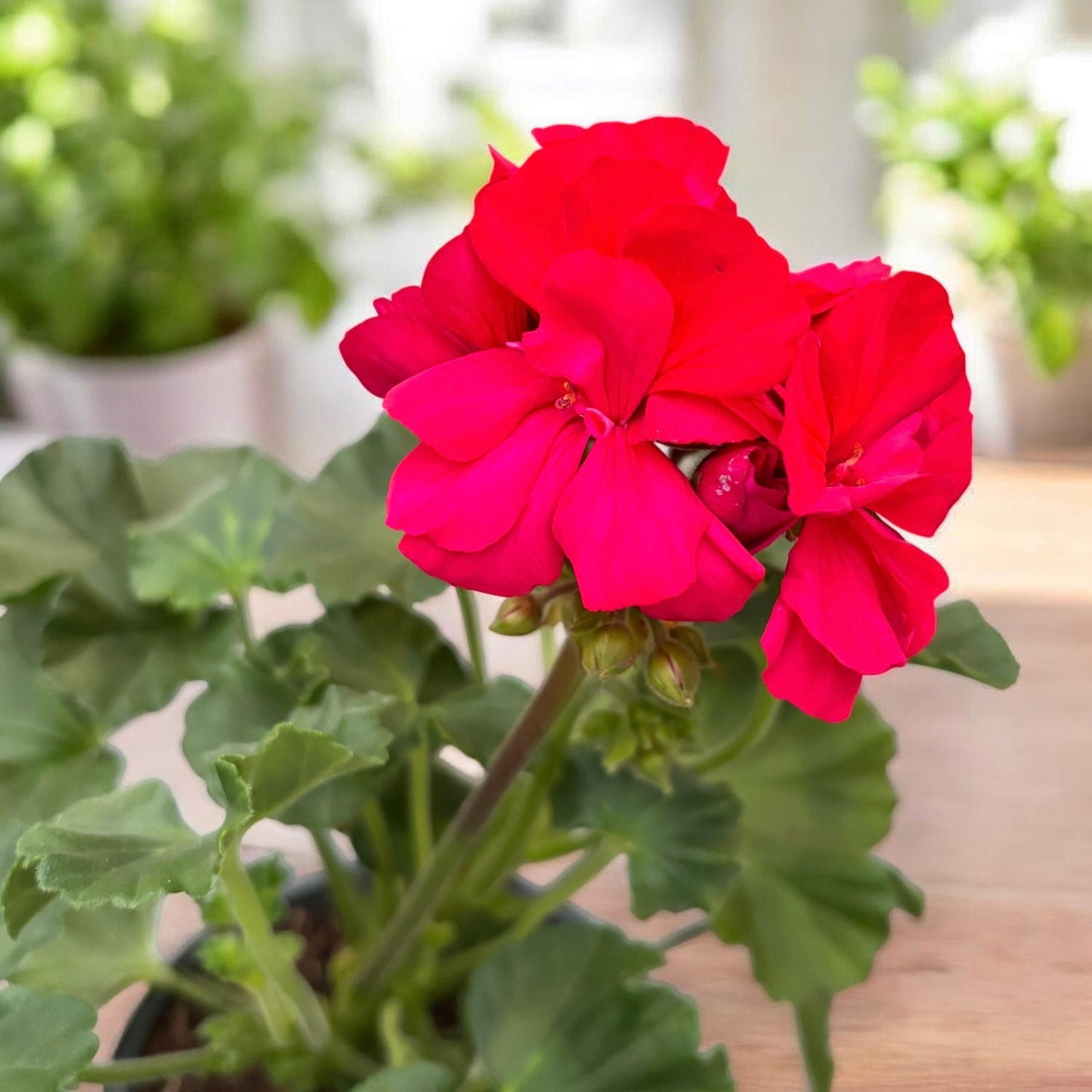 Muscata zonala Pelargonium ‘Savannah Punch’