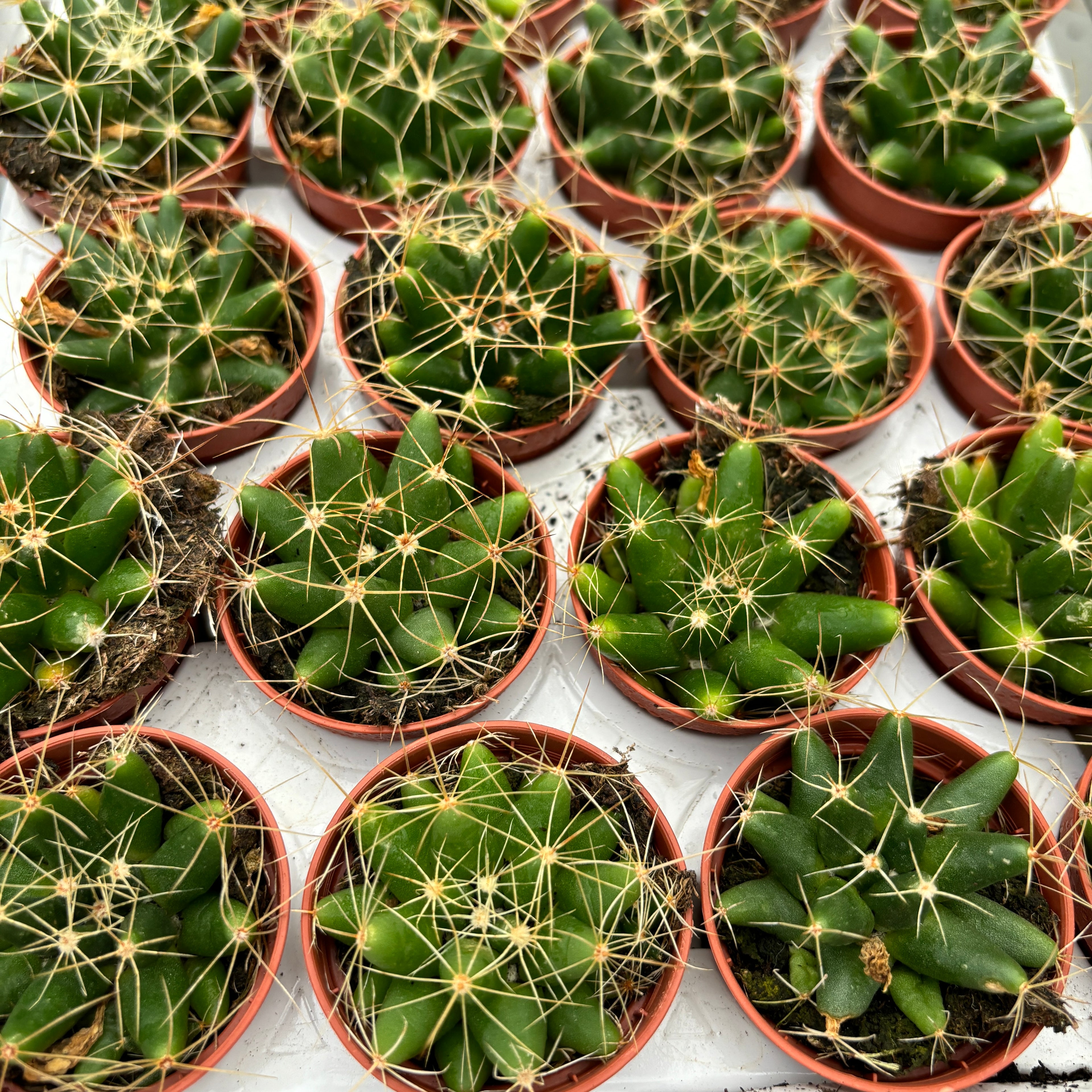 Mammillaria longimamma (finger cactus)