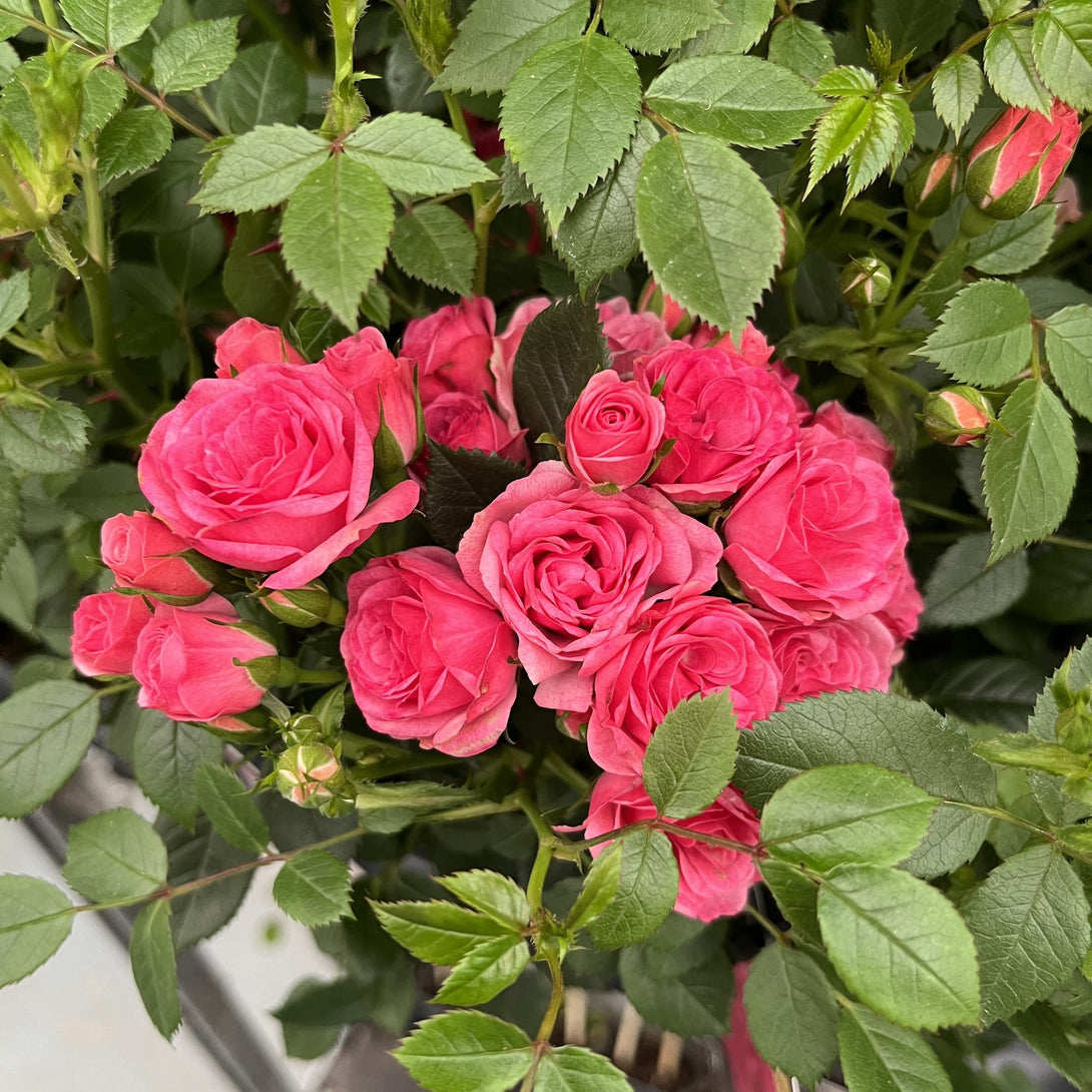 Rosa ‘Royal Pink’® - Trandafir floribunda, abundenta de flori roz ...
