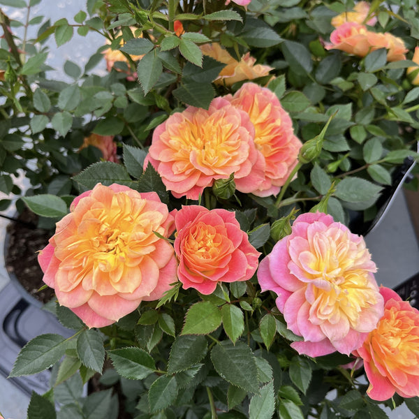 Rosa ‘Royal Yellow Orange’® - Trandafir floribunda, parfum si culoare