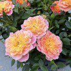 Rosa ‘Royal Yellow Orange’® - Trandafir floribunda, parfum si culoare
