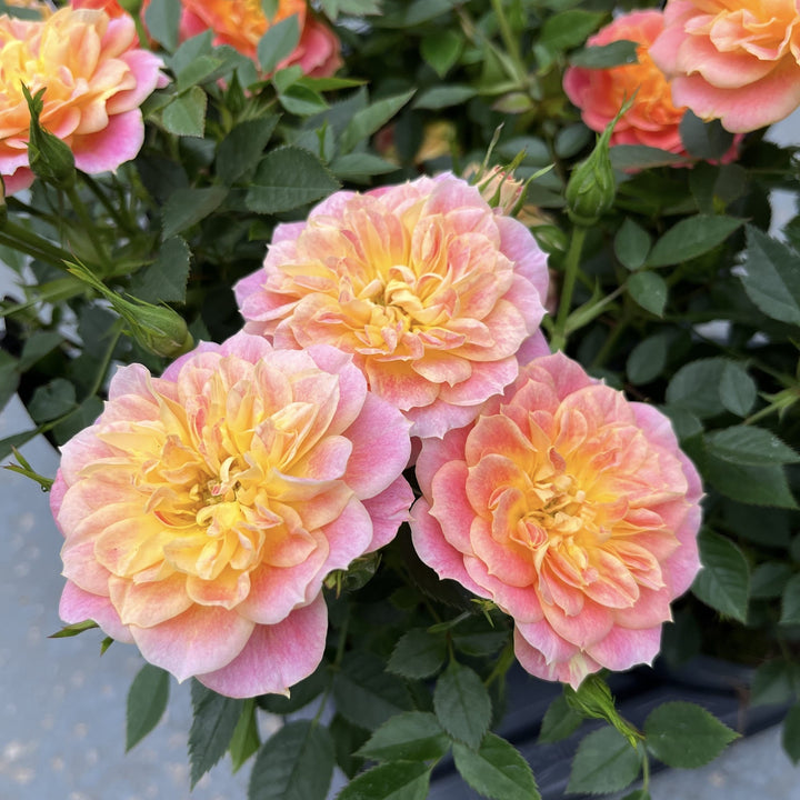 Rosa ‘Royal Yellow Orange’® - Trandafir floribunda, parfum si culoare