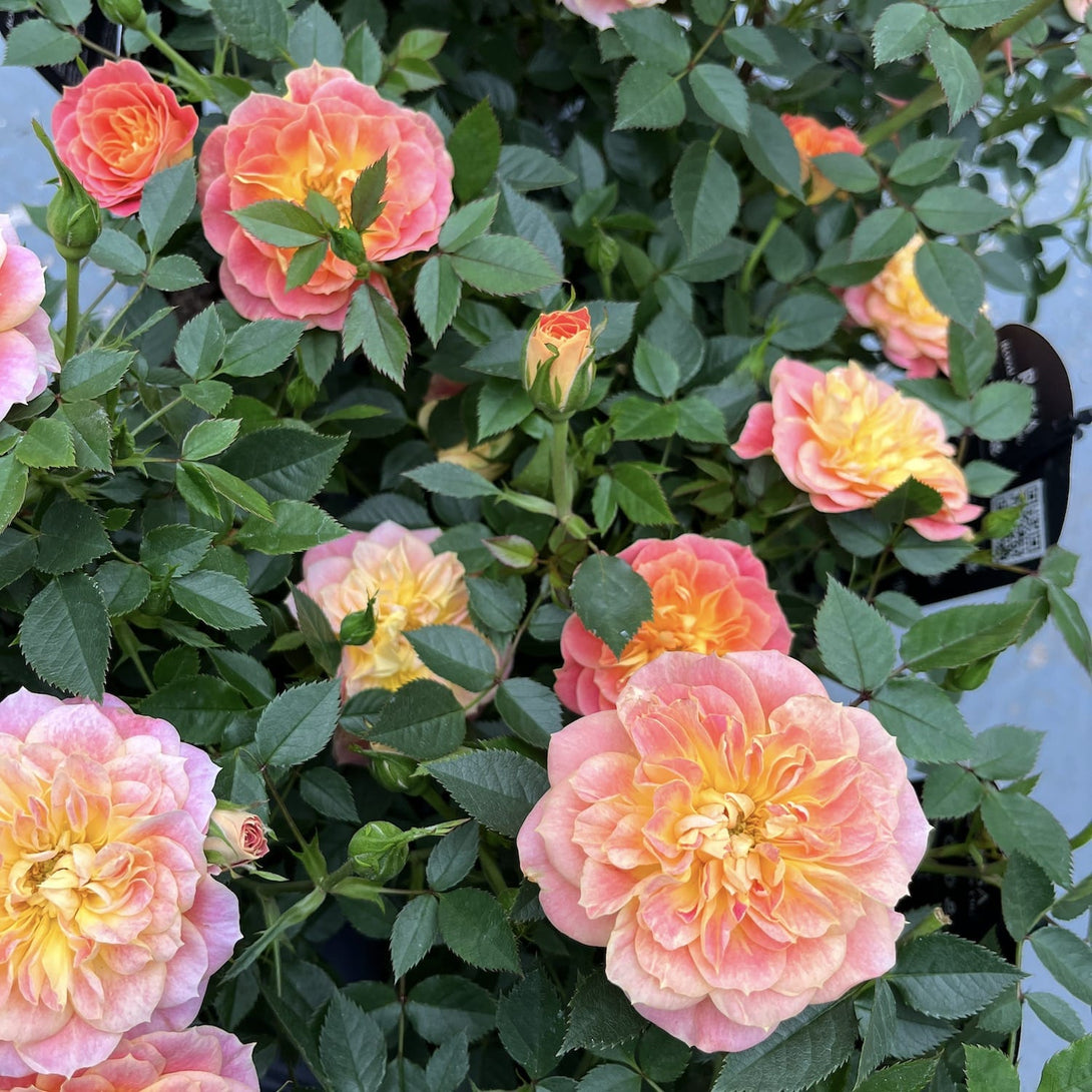 Rosa ‘Royal Yellow Orange’® - Trandafir floribunda, parfum si culoare