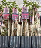 Clematite rosii - Clematis viticella 'Vitiwester'