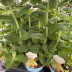 Mentha rotundifolia (Pineapple Mint)