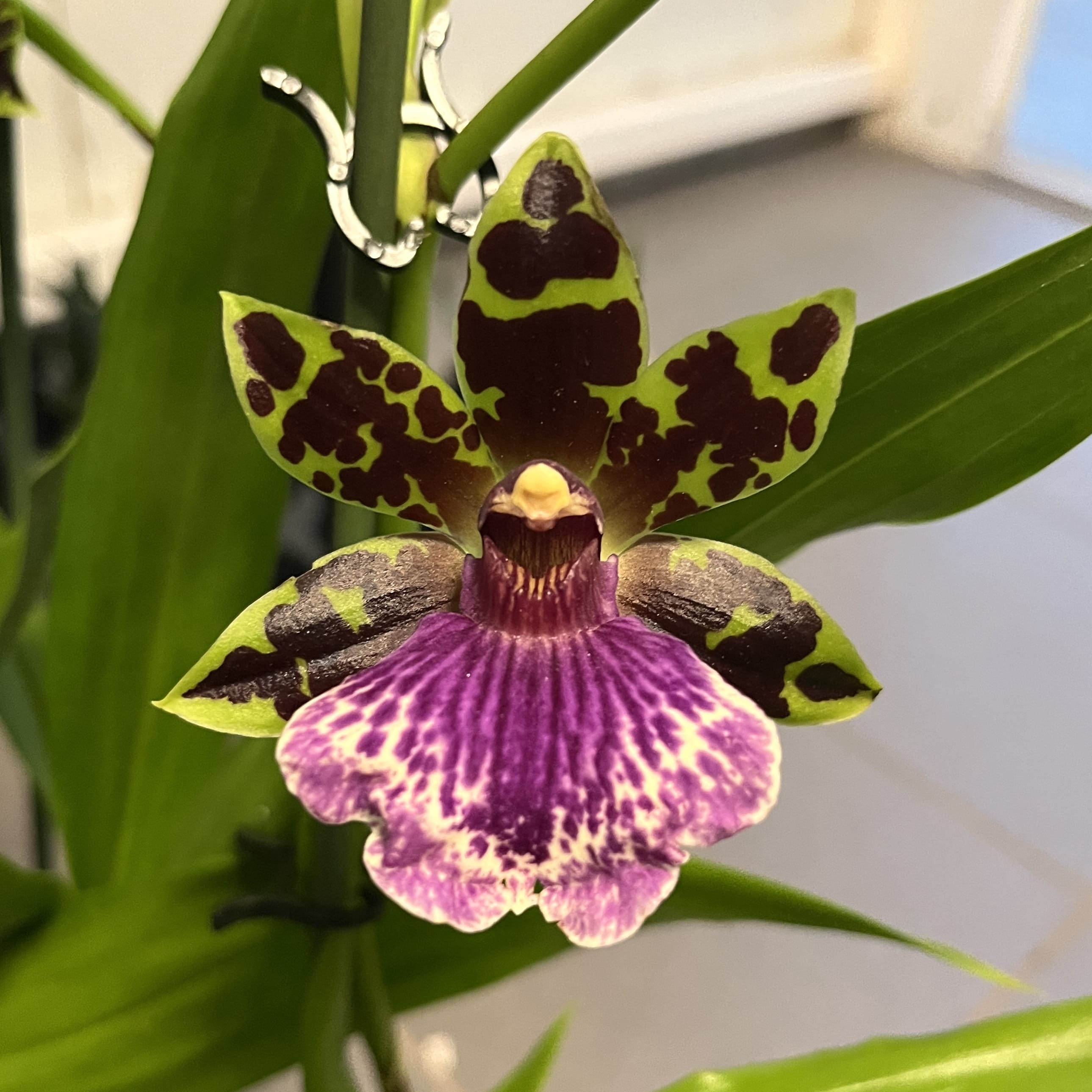 Zygopetalum hybrid - flori parfumate XL