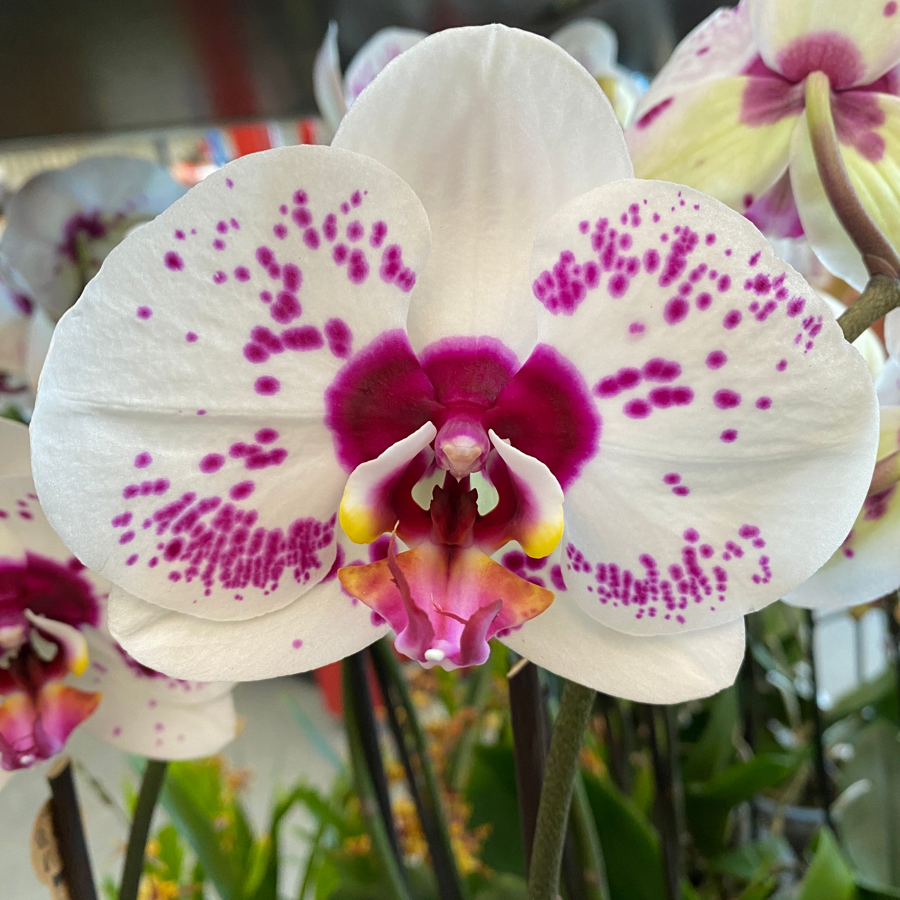 Phalaenopsis Gan Lin Fairy (Florious) - floarea XXL