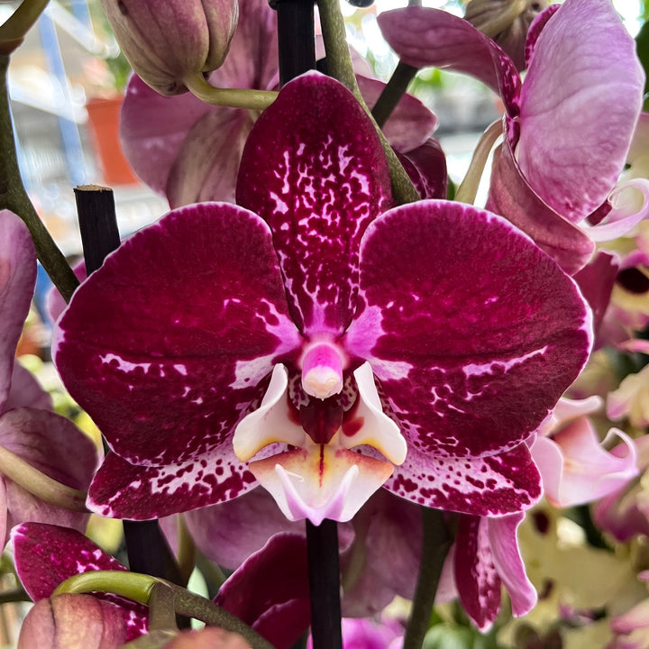 Phalaenopsis Agnes