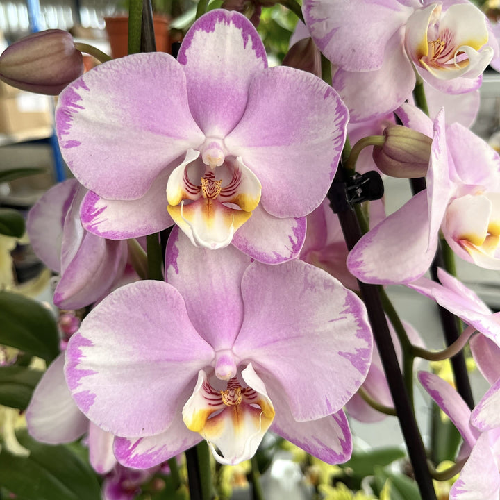 Phalaenopsis Xanion