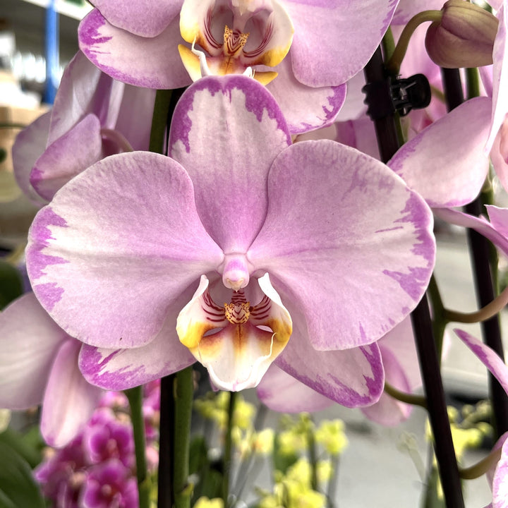 Phalaenopsis Xanion