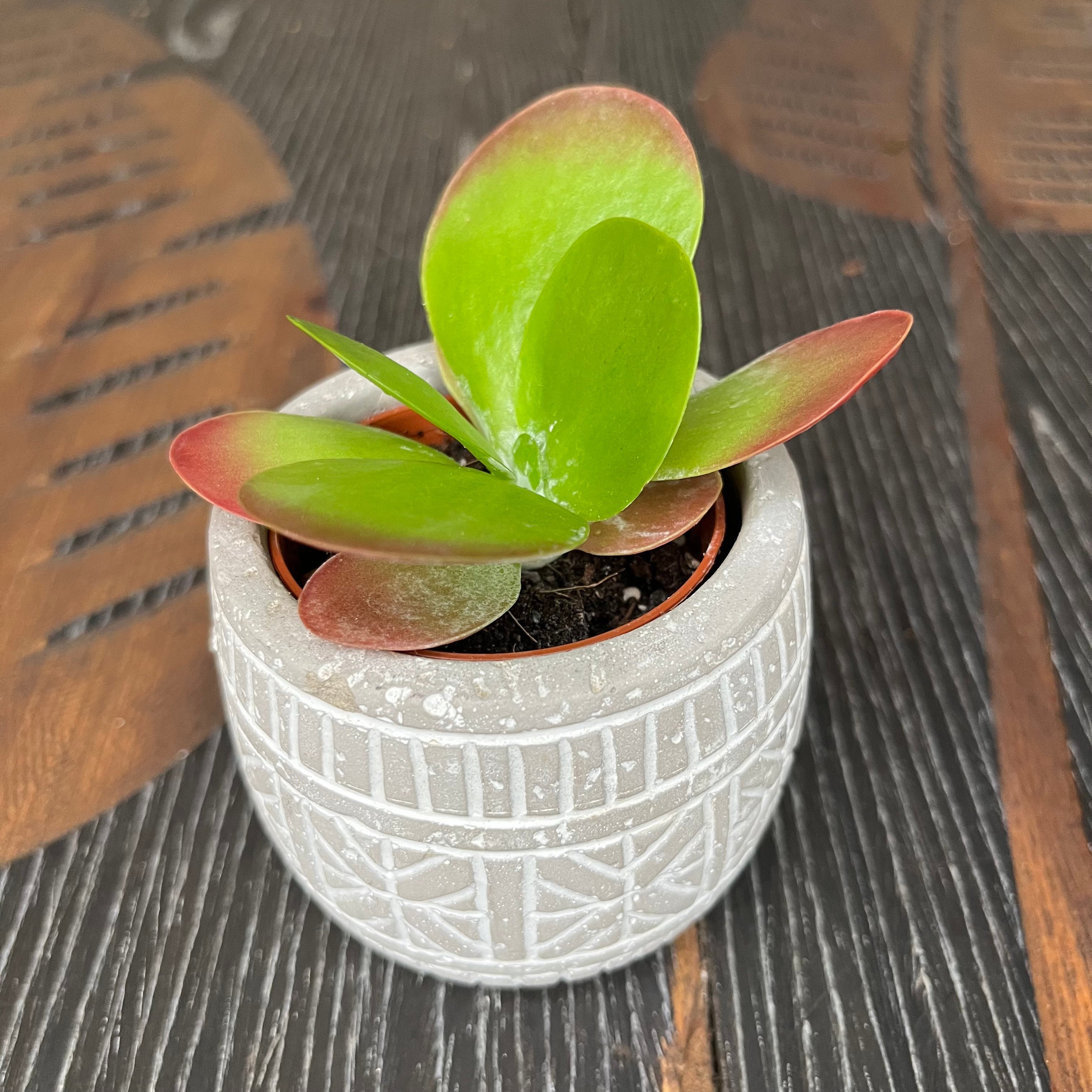 Kalanchoe thyrsiflora