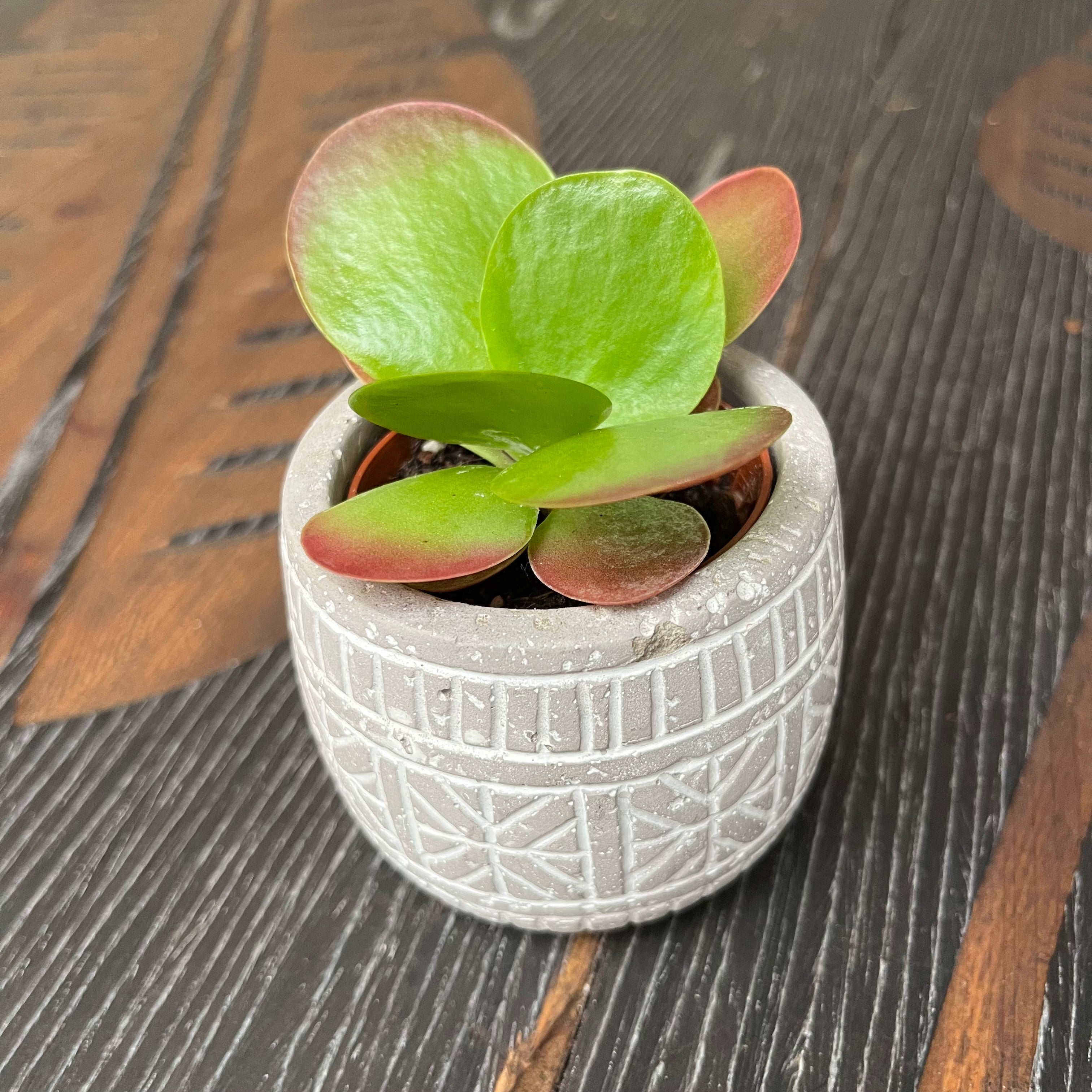 Kalanchoe thyrsiflora