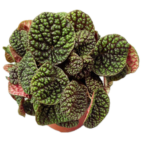 Peperomia Green Bubble – Secret Garden Plant Shop