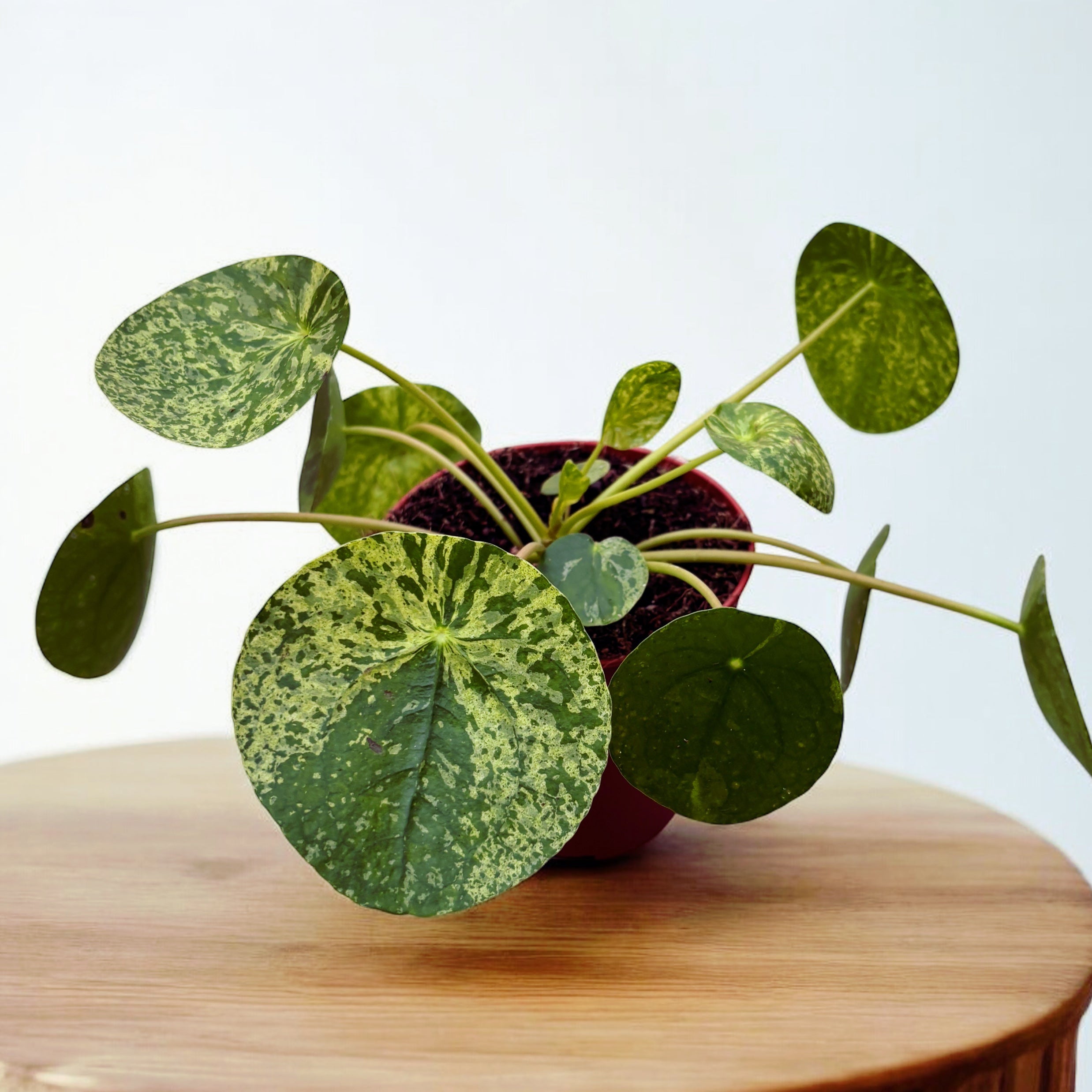 Pilea peperomioides 'Mojito’ - planta cu aspect exotic si frunzis variegat