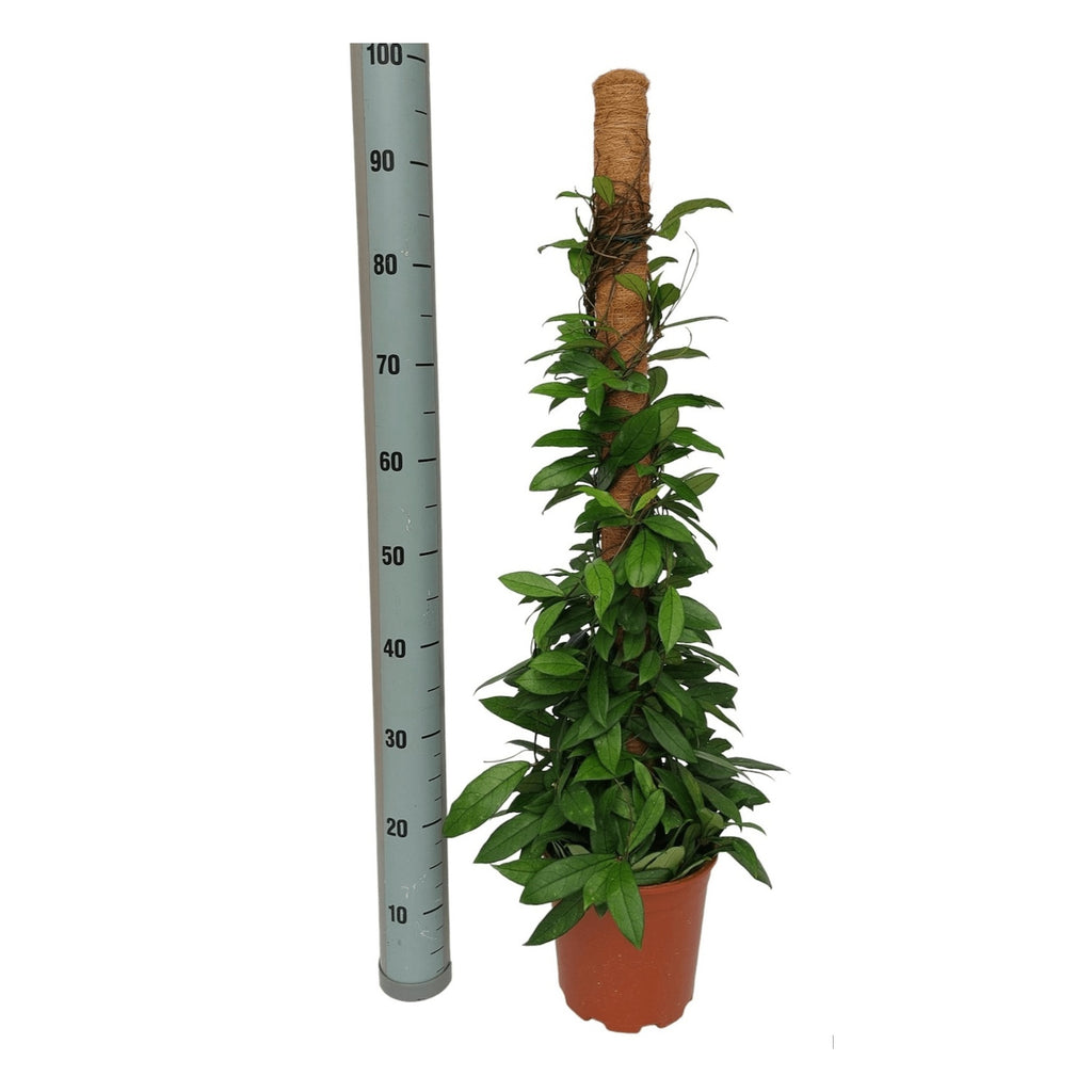 Hoya crassipetiolata - grote exemplaren, op stekmateriaal!