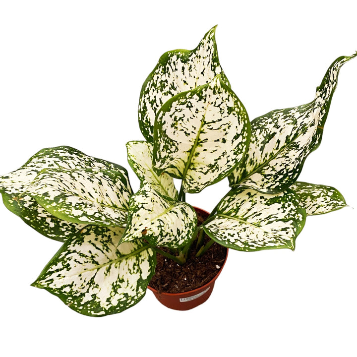 Aglaonema 'White Anyamanee'