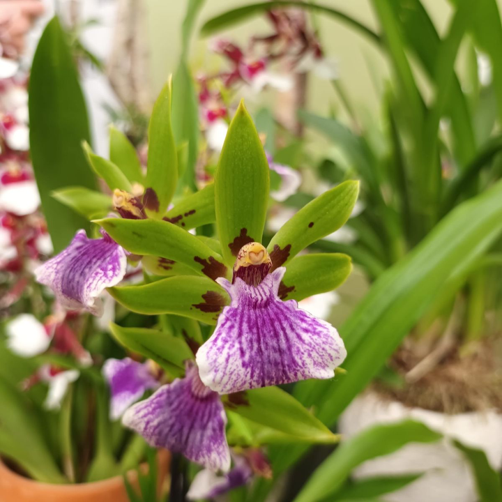 Zygopetalum 'Impasto Green'